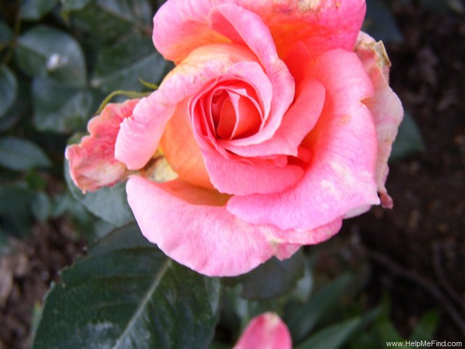 'Signora' rose photo