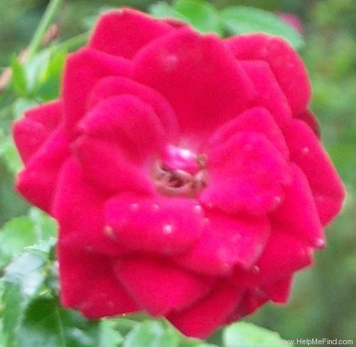 'Firefall' rose photo