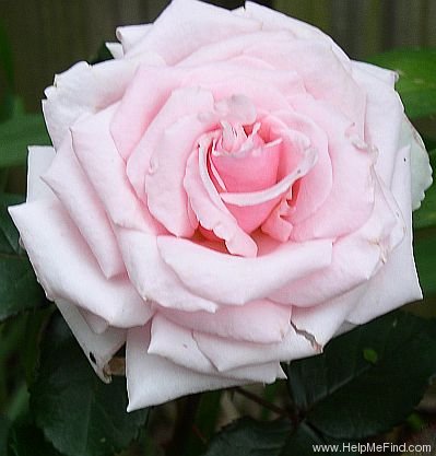 'Savoy Hotel (Hybrid Tea, Harkness, 1987)' rose photo