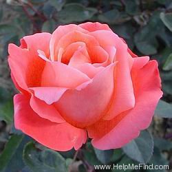'Catherine Deneuve ®' rose photo