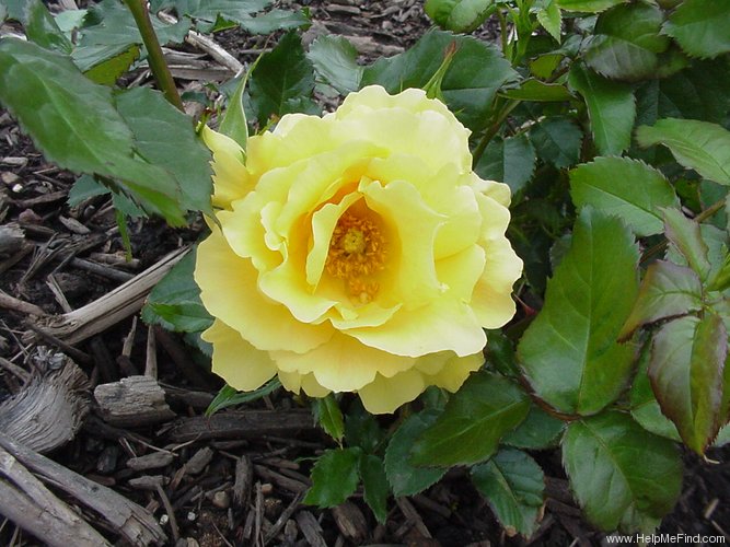'Eureka ™ (floribunda, Kordes 2002)' rose, click to enlarge 'Eureka ™ (floribunda, Kordes 2002)' rose photo