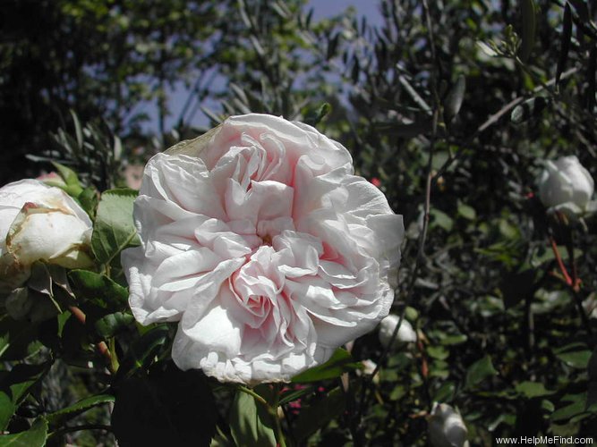 'Climbing Malmaison' rose photo