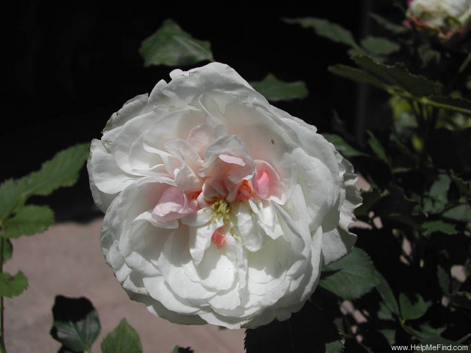 'Lady Emily Peel' rose photo