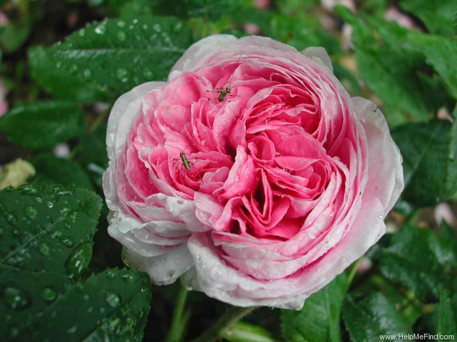 'Jenny Duval' rose photo