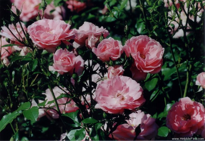 'Ponderosa (florists rose, Kordes, 2007)' rose photo