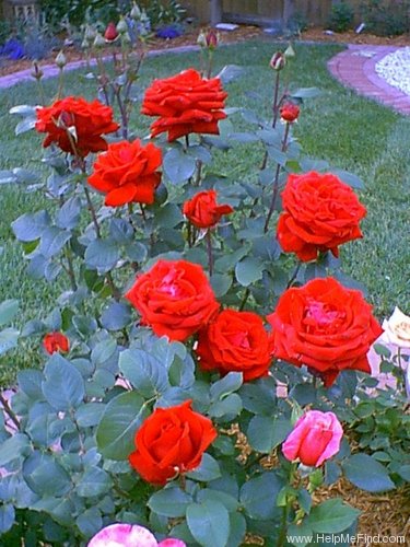 'Liebeszauber ™ (hybrid tea, Kordes 1991)' rose photo