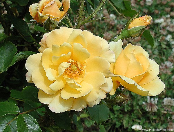 'Gold Moss' rose photo