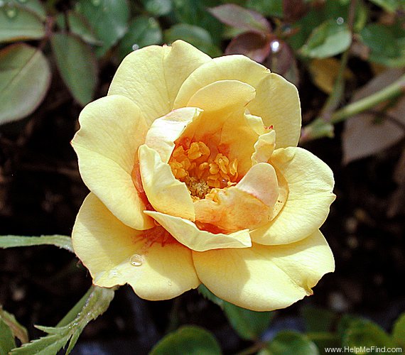 'Halo Sunrise' rose photo