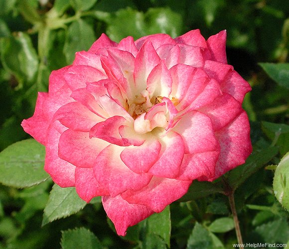 'Janna' rose photo