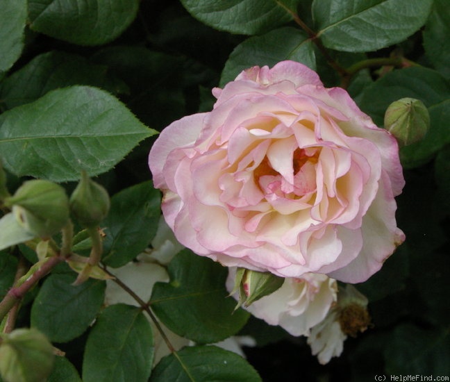 'Angela Rose Taylor' rose photo