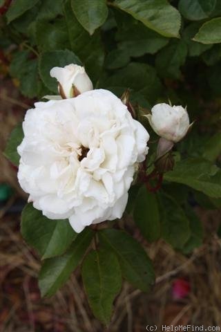 'Irene of Denmark' rose photo