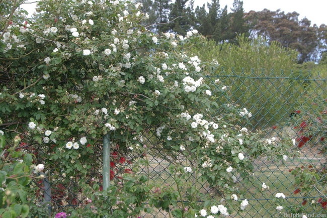 'Dona Maria (sempervirens, Vibert 1828)' rose photo