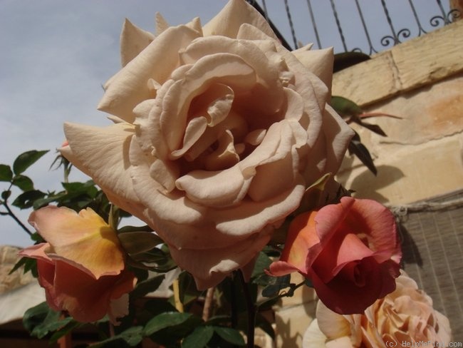 'Vidal Sassoon' rose photo