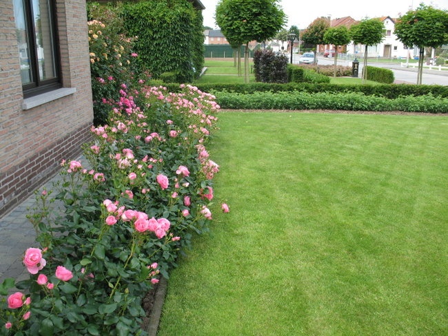 'Rose Garden Hakuna Matata'  photo
