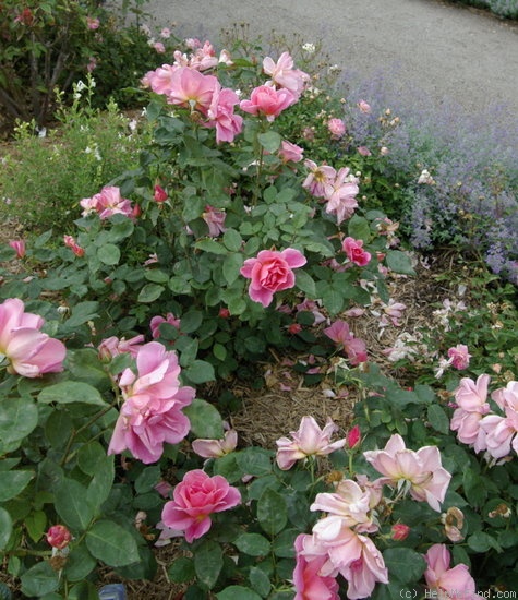 'Sheila Bellair' rose photo