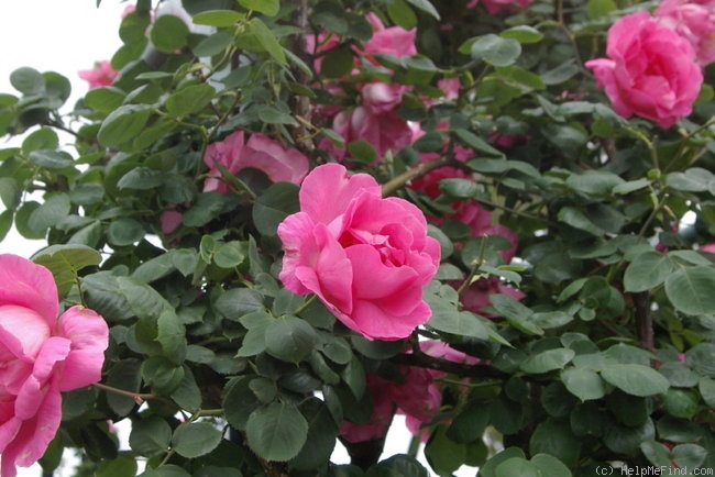 'Kitty Kininmonth' rose photo