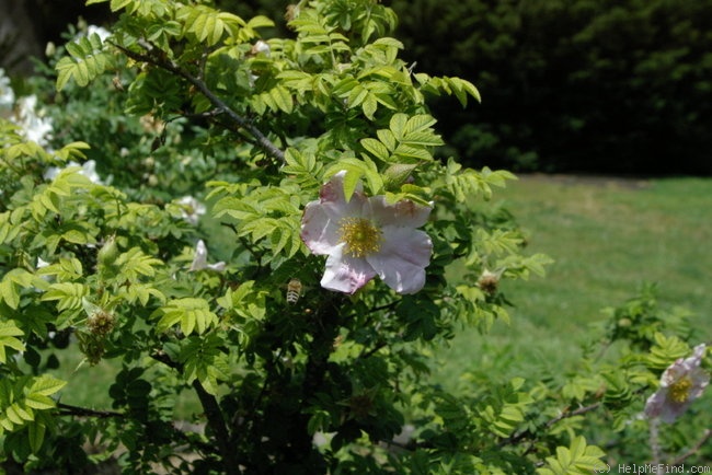 '<i>Rosa</i> x <i>micrugosa</i>' rose photo