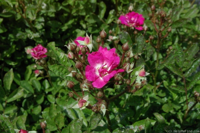 'Mrs. Alston's Rose' rose photo