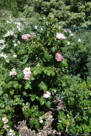 'Vanguard (hybrid rugosa, Stevens 1932)' rose photo