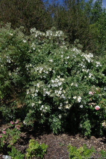 '<i>Rosa brunonii</i> Lindl.' rose photo