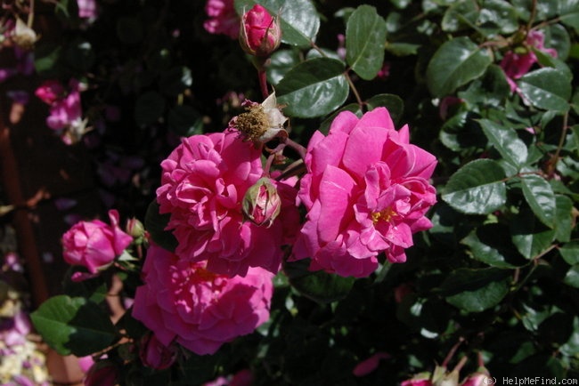 'Marjorie Palmer' rose photo