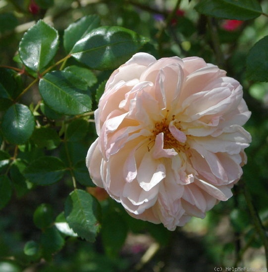 'François Juranville' rose photo