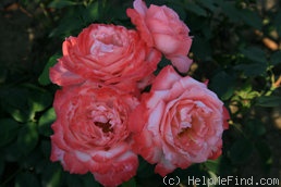 'Arioso (hybrid tea, Meilland, 1995)' rose photo