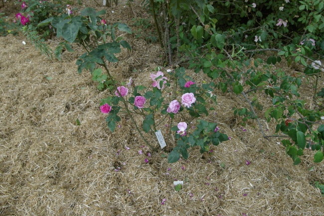 'Comtesse Cécile de Chabrillant' rose photo