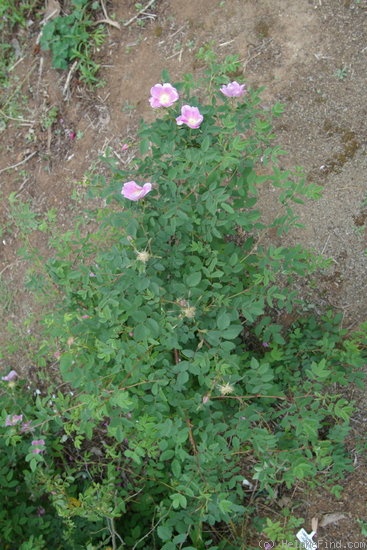 '<I>Rosa woodsii </I>var<I> fendleri</I> (Crép.) Rydb. syn.' rose photo