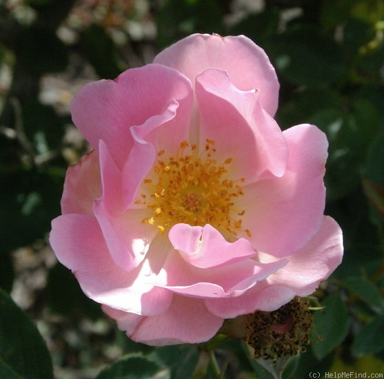 'Gwen Nash' rose photo