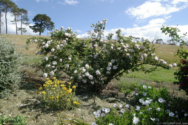 'Ash Wednesday' rose photo