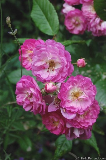 'Geschwind's Nordlandrose II' rose photo