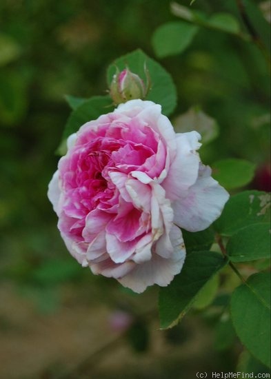 'Geschwinds Orden' rose photo