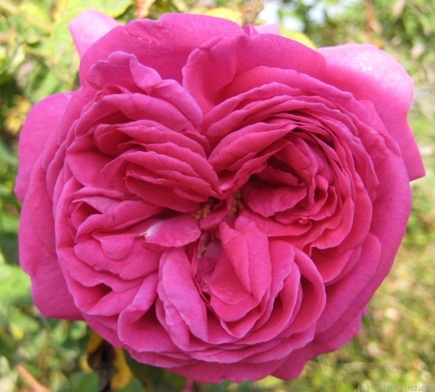 'Madame de Sévigné' rose photo