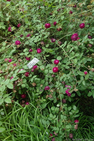 'Petite Renoncule' rose photo