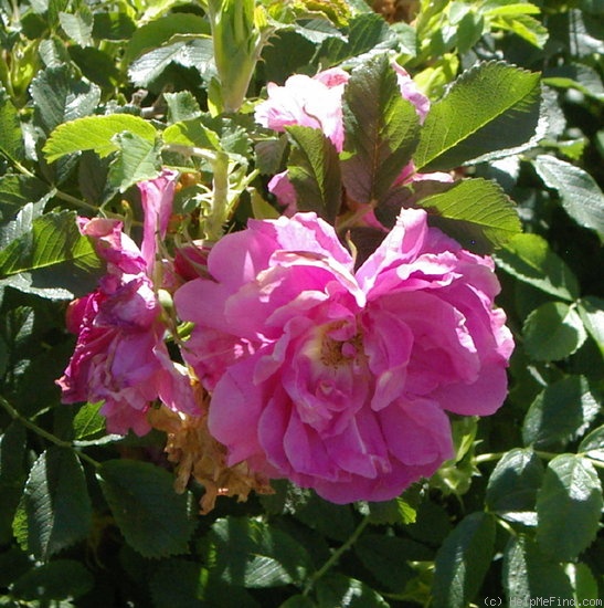 'Bleak House' rose photo
