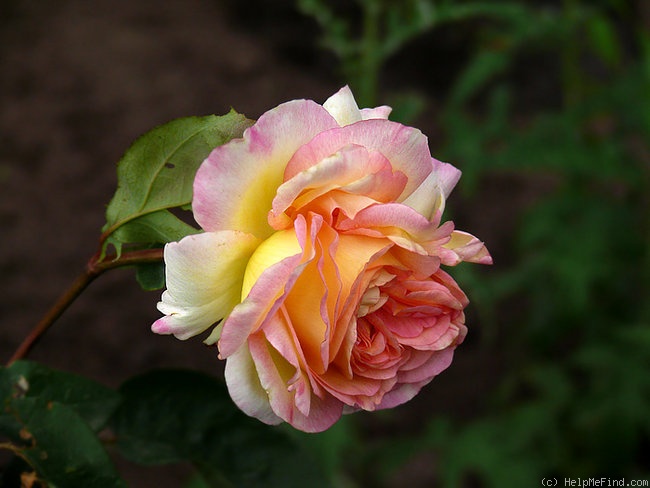 'Mitsouko ®' rose photo
