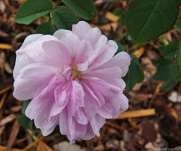 'James Mitchell' rose photo