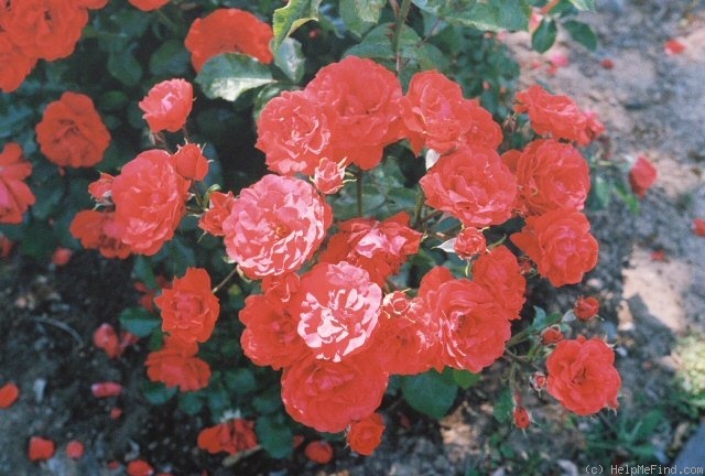 'Trumpeter' rose photo