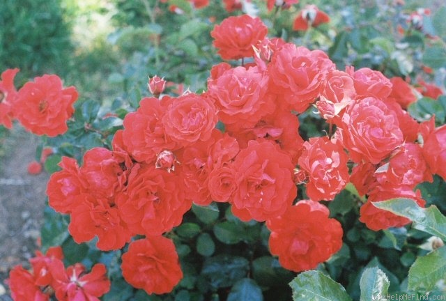'Trumpeter' rose photo