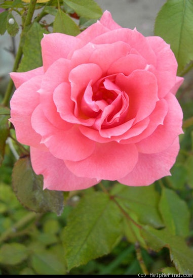 'Elegant Design' rose photo