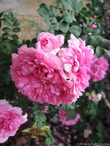 'Chestnut Rose' rose photo