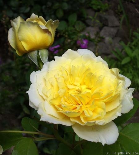 'Joëlle Marouani ®' rose photo