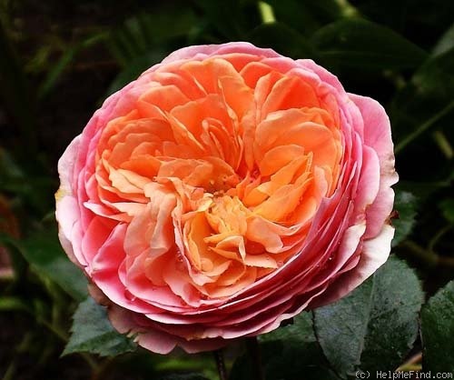 'Chippendale ®' rose photo