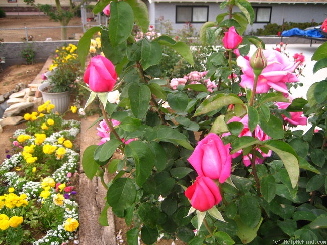 'Perfume Delight' rose photo
