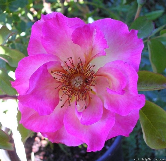 'Frank's Climber' rose photo