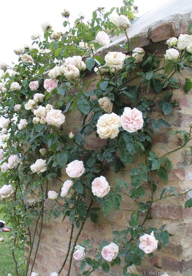 'Climbing Souvenir de la Malmaison' Rose