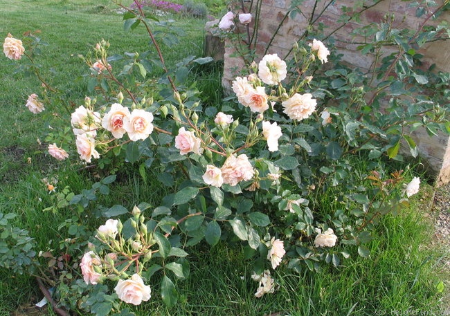 'Pegasus (shrub, Austin, 1995)' rose photo