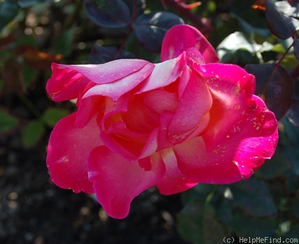 'Dagmar Berghoff' rose photo