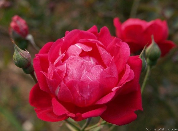 'White Pearl in Red Dragon's Mouth' rose photo